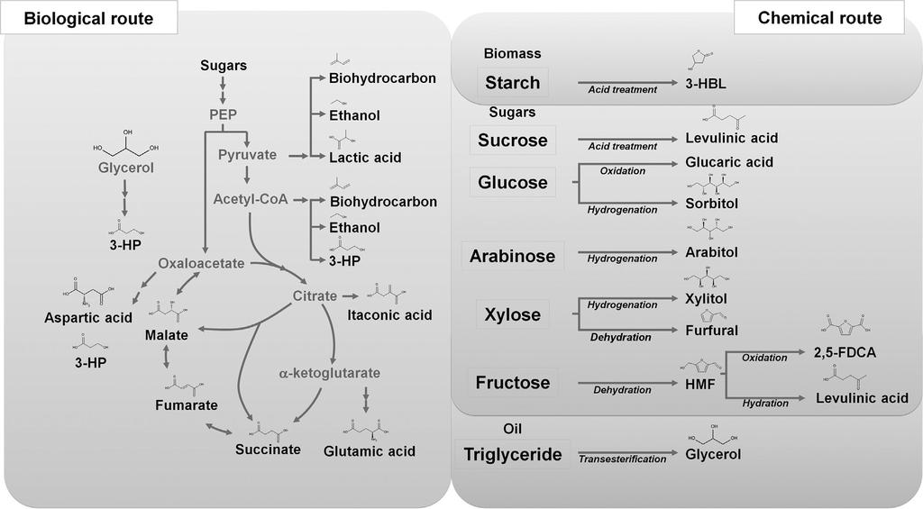 Biological and chemical routes for the 2004 DOE's top 12 chemicals and the