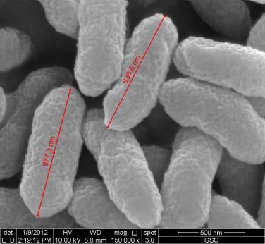 Development of 3-P production strains Escherichia coli Cannot synthesize B 12 Easy to handle; Genetic tool box