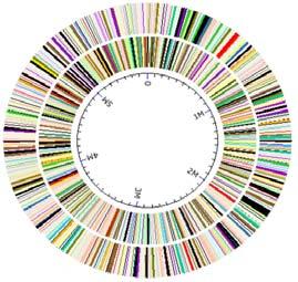 glycerol; Pathogenic Pseudomonas denitrificans Naturally produce coenzyme B 12 (+O 2 condition) Cannot grow on