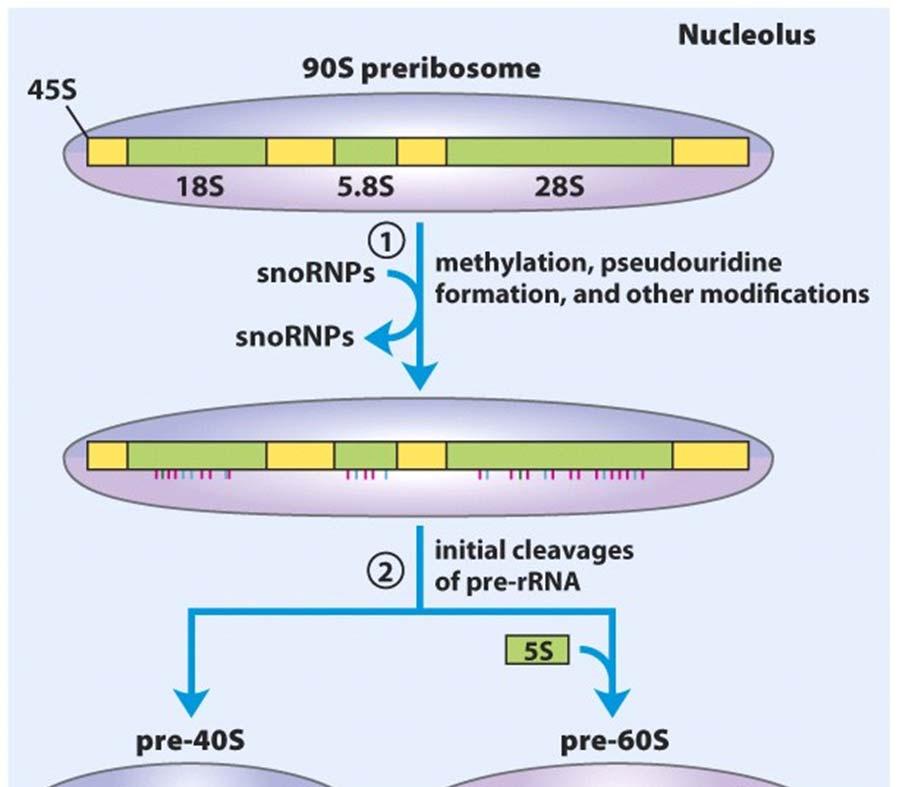 Small nucleolar RNA :snorna