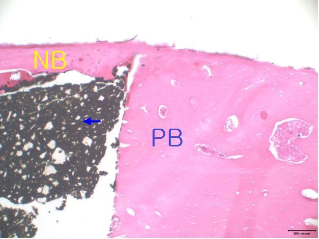 5 magnification, right = 100) of experimental groups after 12