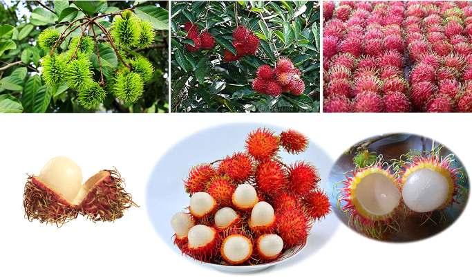 람부탄 ;Rambutan( 베 : 쫌쫌, 인니 : 람붓 ) 보기에따라특이한외모를하고있는과일이다. 인도네시아어로 람붓 (Rambut) 은 ' 털 ' 을뜻한다. 빨간색과노란색이있는데노란색이더달고맛있다.