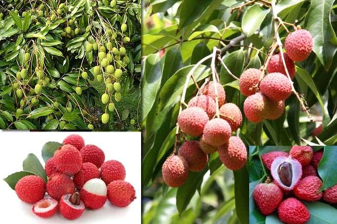 리치 (Thieu Litchi 혹은 Lychee / 베 : 바이 ) 중국남부지방이원산지로열대, 아열대지방에서재배된다. 리치 란이름은중국어이름 여지 ' 에서왔다.