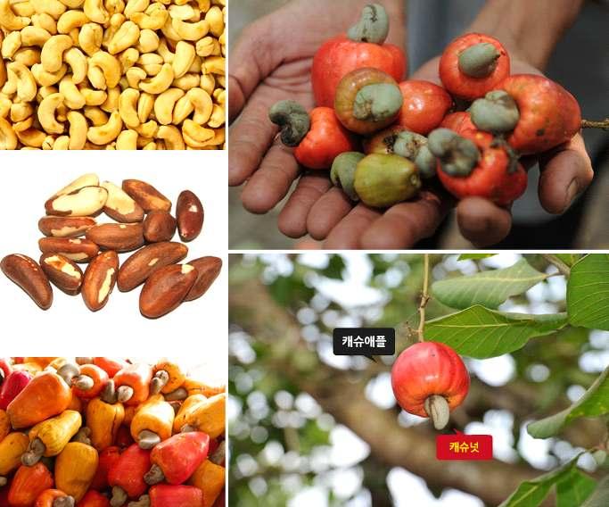 < 출처 > 오호스편집실 < 참고 : 그라비올라의부작용과효능 > 캐슈넛 (Cashew nut) 아메리카열대지방이원산지로아시아의열대지방에도많이재배되고있다. 캐슈 (cashew) 의과일을캐슈넛이라고한다. 캐슈의높이는 10-15m로자라며옻나무과의나무로옻과같은액체가나무껍질속에있다. 꽃은작고흰빛을띤황록색이며가지끝에원추꽃차례로달린다.
