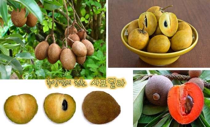 사포딜라 (Sapodilla, Achras zapota) 감나무목사포딜라과의상록교목. 열매는식용하며수액으로부터특이한고무질을채취한다. 열대아메리카원산이며나무높이는 20m가넘고, 잎은암녹색이며희미한광택이있고길이 4 15cm, 나비 2.5 6cm이다. 잎겨드랑이에서나오는꽃은통모양으로눈에띄지않고지름 1cm, 꽃잎은 6장으로황백색이며밤에강한향을낸다.