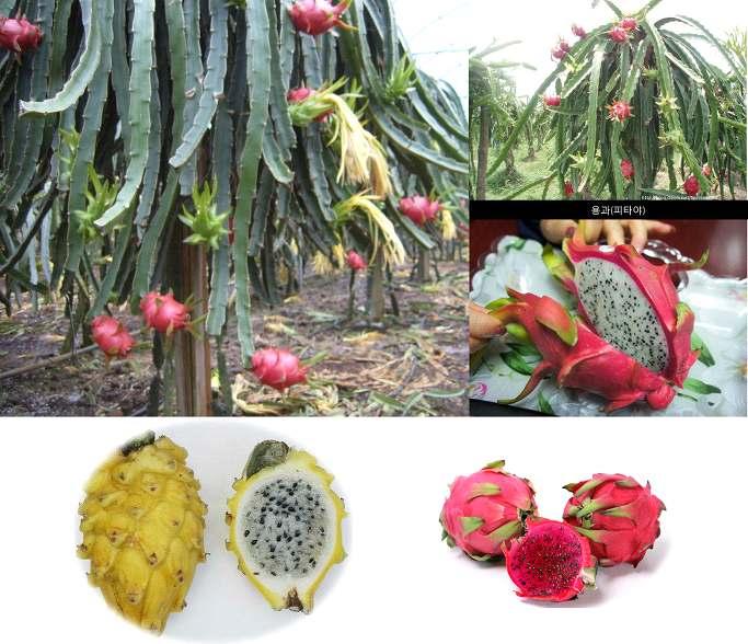 용과 ;Dragon Fruit( 일명피타야 / 베 : 탄롱 ) 중화문화권에서용과 ( 龍果 ) 또는용왕과 ( 龍王果 ) 로불리고, 영어권에서는드래곤프루트 (Dragon fruit ), 서반아, 남미권에서는피타야 (Pitaya) 라고불린다.
