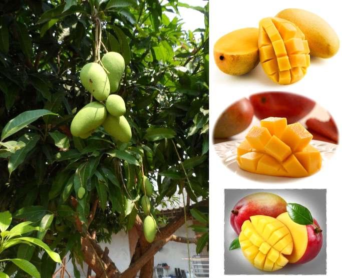 망고 Mango( 인니 : 망가 ) 세계에서가장많이재배되고있는열대과수로말레이반도, 미얀마, 인도북부원산이 다. 생산량이세계 5 위이며종류도상당히많다. 비타민 A가많으며카로틴은푸른잎야채와거의같은양이들어있다. 날로먹기도하고디저트와과자재료로쓰며과육을갈아샐러드의드레싱이나소스 스프등에사용한다. 산지에서는덜익은것을야채와같이볶거나절여서먹는다.