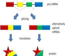 하나의유전자로부터다양한단백질이만들어질수있음 Alternative splicing event의약80% 이상이단백질수준에서의변화 진화적인관점에서보면 Alternative