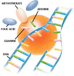 3) Antimetabolites 작용기전 Amino acid, DNA, RNA 등체내 natural compound 와구조적으로유사하여생합성시 enzyme 의 binding site 에서경쟁하거나