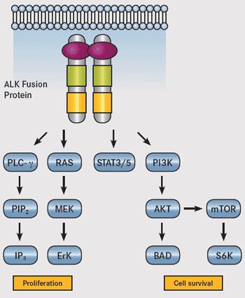 Crizotinib (XALKORI ) MOA EML4-ALK gene translocation ALK fusion protein cancer ALK inhibitor 적응증