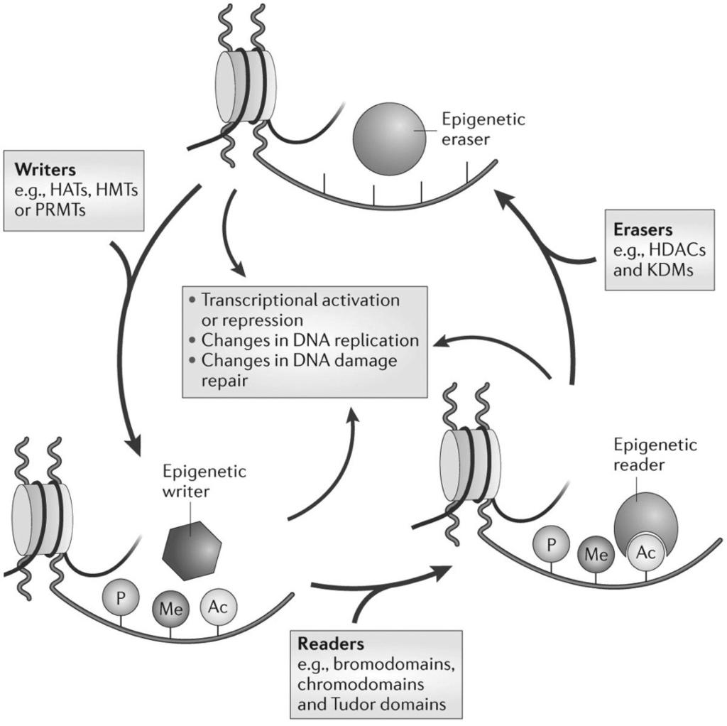 읽기쉬운총설 그림 1. 후생유전적 writer, eraser, reader 승인받았다. 또한히스톤리신탈메틸화효소 (KDM) 의저해제역시항암제및뇌질환치료제로부각되었다. Writer 와 eraser 와는다르게 reader 의저해제는단백질 -단백질상호작용을저해하는화합물이다.