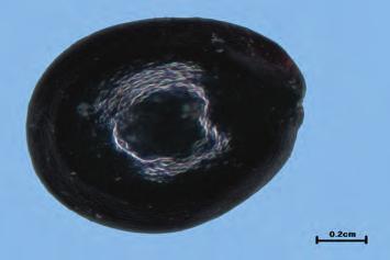 5 mm 감별요점중요도비고 색적흑색 검은색이며광택이있다. 중간부위는약간볼록하고가장자리는약간파여져있고배꼽점이있다.