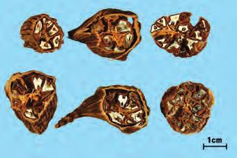 1 바깥면열매위쪽에는암술머리가떨어진둥근돌기가남아있고밑부분에는열매꼭지및그자국이남아있다 바깥껍질을제거하면중간에는황갈색의격막에의 종자단 해 3개의칸으로나누어지고각칸에는 8 11개의씨가덩어리모양으로들어있다. 원뿔모양의다면체이고지름은약 5 mm이다.