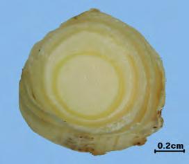 크 길이 3 10 cm 기지름 1 2cm 바깥면흰색이며세로로된가는나란히맥이뚜렷하다. 횡단면동심원을이룬다. 냄 새특유한냄새가있다. 맛 강하게맵다.