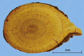 himalaicus, 정국정절화 ( 中國旌節花 ) S. chinensis 의경수 ( 莖髓 ) 이다. 가느다란원기둥모양으로서길이 30 50 cm, 지름 5 10 mm 다. 표면은흰색또는연한노란색이다. 가볍고질이부드러우며쥐면변형되고탄성이약간있으며쉽게꺾어진다.