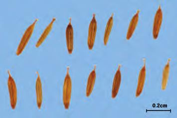 학슬鶴虱 Carpesii Fructus KHP 담배풀 Carpesium abrotanoides Linne ( 국화과 Compositae) 의열매 약용부위열매 전체모양가는원기둥모양 감별요점중요도비고 질감열매껍질은얇고섬유성이며, 씨껍질은얇고투명하다.