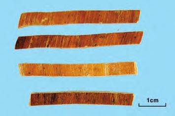 해동피 海桐皮 Kalopanacis Cortex KP 음나무 Kalopanax pictus Nakai ( 두릅나무과 Araliaceae) 의줄기껍질 약용부위줄기껍질 전체모양긴판모양또는반원통모양 크기 감별요점중요도비고 길이는일정하지않으며, 두께 1 4mm 이다. 가시는길이 1 3 cm, 기부의지름 1~1.7 cm 질감단단하고질기며절단하기어렵다.