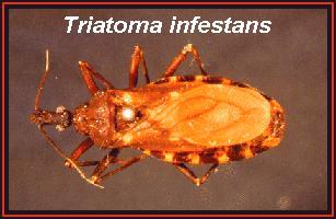 노린재목 (Hemiptera) 몸은타원형이거나가느다랗고납작한모야이다. 식성은식식성이거나포식성이다. 입은앞으로나와있거나몸의뒤를향한다. 촉각은보통 2-10절이다.