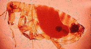 벼룩목 (Siphonaptera) fleas, chigoes, flohe 및 puces 라부르기도하는날개가없는아주작은곤충이며몸은옆으로매우납작한모양이다. 머리는작고입은찔러서빨아먹는데알맞은흡수형이다. 겹눈은있거나없고홑눈은없다. 촉각은짧고구간상 ( 球桿狀 ) 이며대개촉각홈에숨겨져있다. 다리는길고튼튼한모양이며특히뒷다리가길게발달하여뛰기에알맞다.