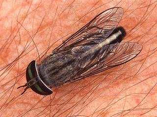 등에 (Horse flies) 형태 : 파리와매우유사하나촉각이 5-10마디로되어있음 구기가흡혈형임