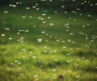 2. 감염병매개체의교미습성 군무 ( 群舞, swarming) - 곤충이교미를하기위해공중에서춤을추듯무리지어행동하는것 -