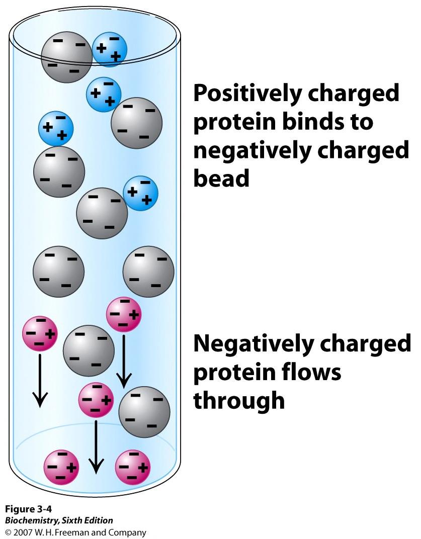 (4) 이온교환 (ion-exchange) chromatography: 전하의차이를이용 - Resin: 전하를띈 = 음이온교환 (Anion):