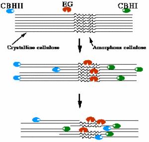 Crystalline cellulose Amorphous cellulose Cellulose 분자구조 ( 비환원성말단기, 환원성말단기 ) Cellulose 가수분해효소 19 나.