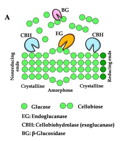 21 갈색부후균의셀룰로오스분해메카니즘 갈색부후균의셀룰로오스분해효소 EG와 cellobiase만분비 셀룰로오스결정영역을분해하는 CBH는분비하지않음 그럼에도세포벽을극심하게분해 갈색부후균은셀룰로오스를어떻게분해할까?