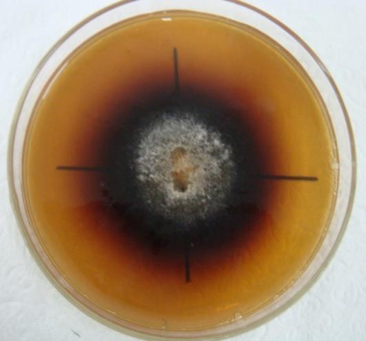 Fig. Characteristics of the Bavendamm s reaction caused by the oxidation of