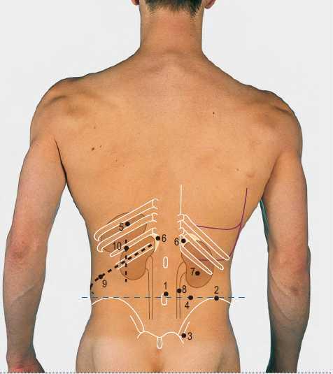 5 Anterior superior iliac spine 6 Upper border of two pubic bones, united by midline symphysis pubis (2) Posterior abdominal wall: bones and soft tissues 1 Fourth