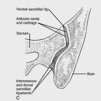 차 ) Shortened paraspinal