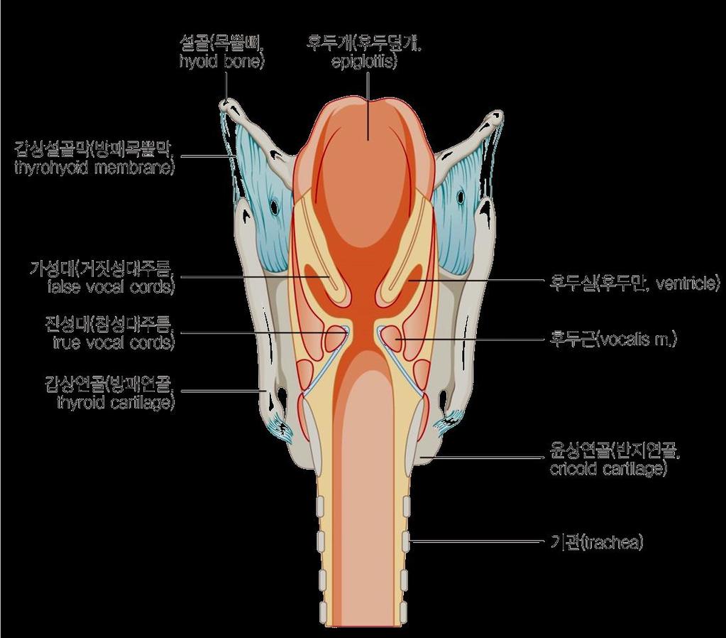 실주름보다위쪽을후두전정 ( 후두안뜰, laryngeal vestibule), 실주름과성대주름사이를후두실 ( 후두안,laryngeal