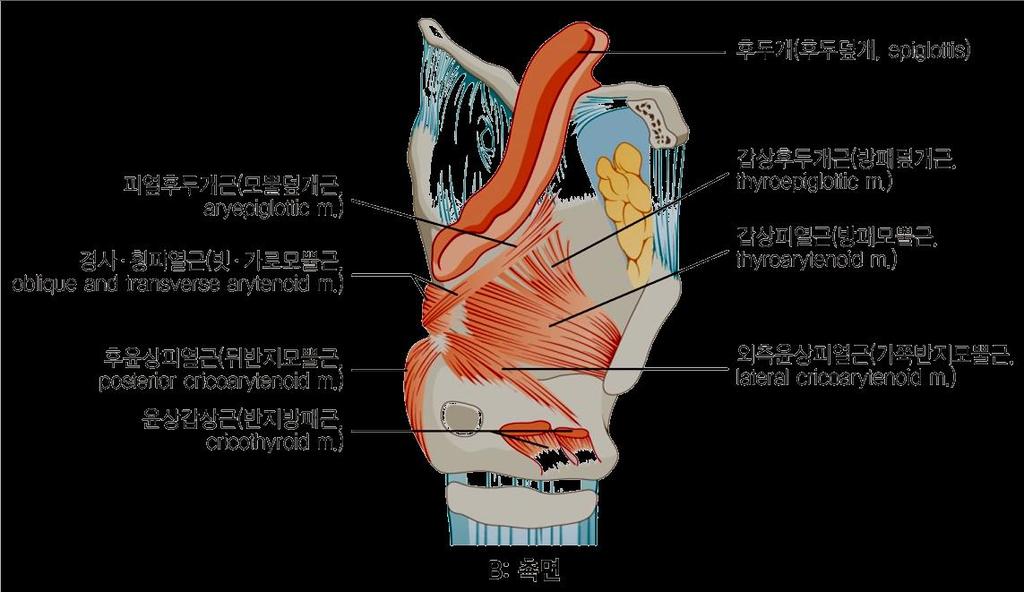 1. 기능 : 후두의연골을움직여서성대의개폐를조절하여발성에관여함 2.