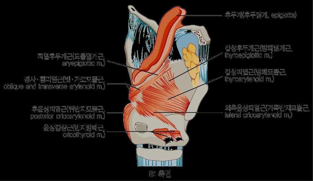 1. 대부분의후두근육은반회신경 ( 되돌이후두신경, recurrent laryngeal n.) 의지배를받아서후두연골을움직임으로서발성에작용함 2.