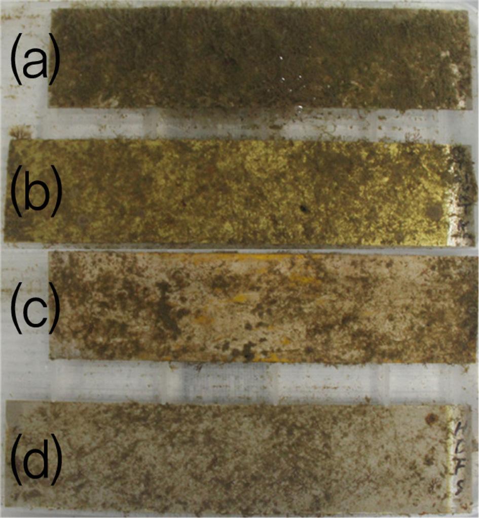 surface Fig. 9. Fouling after 30 days - (a) General Aluminum, (b) Hydrophilic, (c) AAO Hydrophobic, (d) HDFS Hydrophobic surfaces.