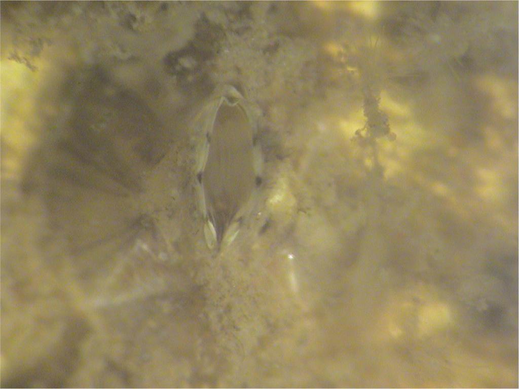 Fig. 10, 11에서 보는 바와 같이, 현미경 관찰결과로부 기층이 물을 밀어내는 성질을 가지기 때문에 생물의 부착을 방해 터 오손생물의 주류가 조개류(shellfish)와 따개비류(barnacles) 하는지 (2) 소수성, 친수성 표면 공히 돌기의 존재로 인해