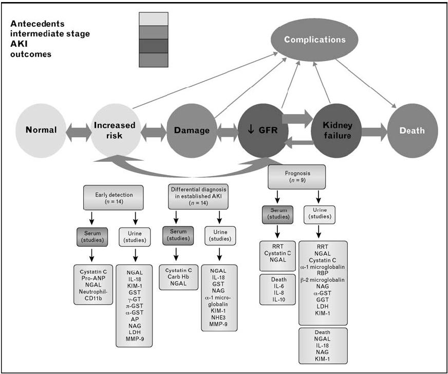 급성신손상의진단이러한급성신손상의생체표식자들을연구하는데있어서가장큰장애물은임상에적용하는것이다. 이러한임상적용에는비용효과와결과를만족해야하는문제점들이있다. 앞서살펴본생체표식자들에서알수있듯이하나의생체표식자가모든환자에서급성신손상을조기진단하는데적합하지는않았다. 게다가각각의생체표식자가급성신손상의병태생리과정에서다른시간에상승하는것을살펴볼수있었다.