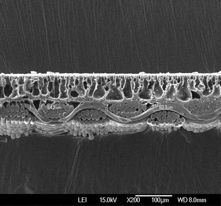 0%) Surface-NY20D B (MPCE-NIPAM 1.0%) Cross section-ny20d C (MPCE-NIPAM 2.0%) Surface-NY20D C (MPCE-NIPAM 2.