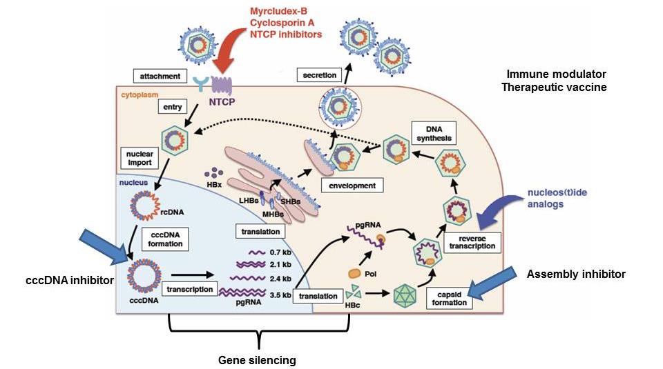 Postgraduate Course 2015 Figure 1. HBV life cycle and suggested therapeutic target. 2 억제하는역할만을수행한다.