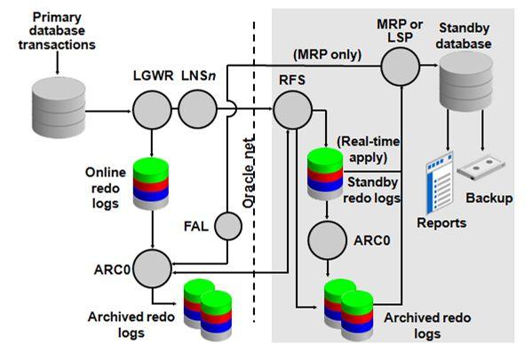 주데이터베이스에서 Data Guard 리두전송서비스는다음과같은프로세스들을사용한다. - LGWR(Log writer) : LGWR은트랜잭션리두정보를수집하고온라인리두로그를업데이트한다. 동기모드에서 LGWR는리두정보를대기데이터베이스의원격파일서버 (RFS) 프로세스에직접전송한다. 비동기모드에서 LGWR은리두정보를직접전송하지만, 전송작업이완료될때까지대기하지않는다.