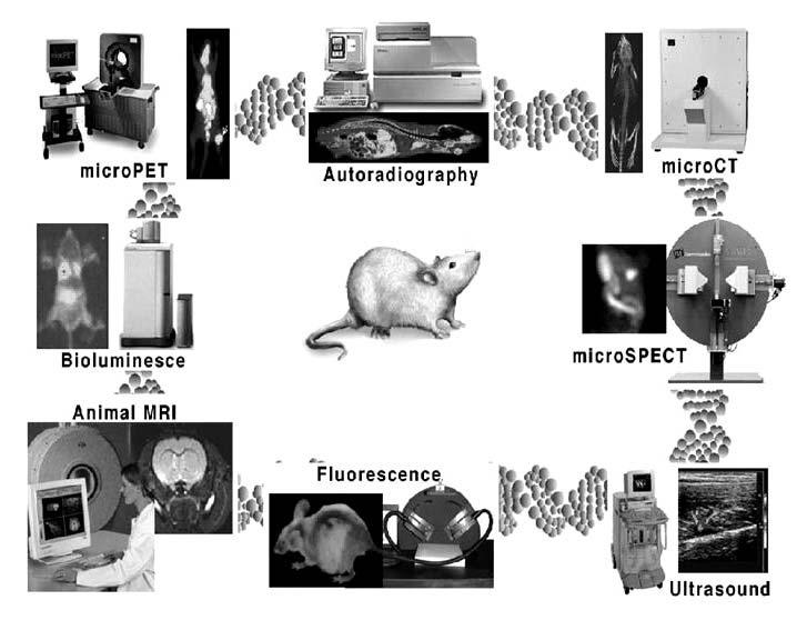 (fluorescence), (bioluminescence), SPECT, PET, MRI,, / ( 1). (translational research).