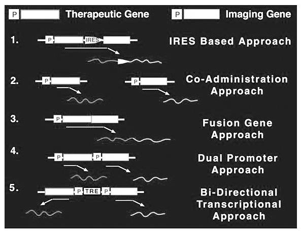 7. 5 CMV. TRE rtetr-vp16 transactivator, rtetr-vp16 tetracycline doxycycline TRE. IRES,., (imaging of bi-directional inducible gene expression).