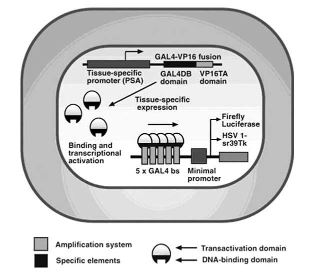 2 (Two-step transcriptional amplification system, TSTA).. GAL-4/VP-16 GAL-4 2. 1 GAL-4/VP-16. GAL-4/VP-16 2 GAL-4 VP-16. (, CEA, PSA, p53) (34).