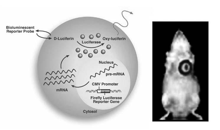 ,, (5). (2) In Vivo (In Vivo Optical Imaging) in vitro ex vivo, luminometer. in vivo imaging.