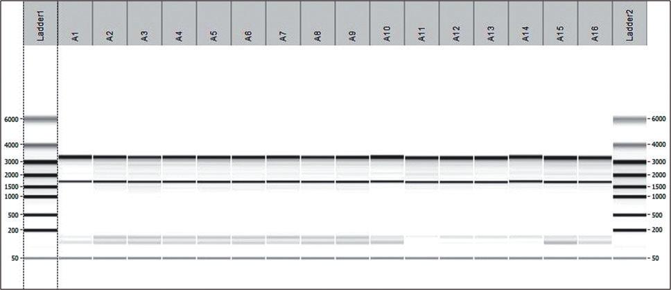 Experimental Data Figure 1: Rat 의조직에서추출된 total RNA 의분석결과 Rat liver sample (15 mg) 로부터 total RNA 를추출한후 LabChip GX (Caliper Life Science) 를이용하여추출된 RNA 의 quality 를분석한결과입니다.