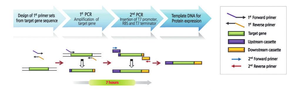차 primer set, PCR premix 등 ) 이 kit 에포함되어있습니다. 본 kit 로제작된단백질발현용 template DNA 는 AccuRapid Protein Expression Kit 류 ( 매뉴얼방식 ) 및 ExiProgen Protein Synthesis Kit 류에사용가능합니다.