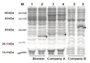 Lane M; AccuLadder Protein Size Marker (Low), Lane 1,3,5; Negative control (No-DNA), Lane 2; CAT (Chloramphenicol acetyl transferase), Lane 4; GFP (Green fluorescence protein), Lane 6; PTP1B (Protein