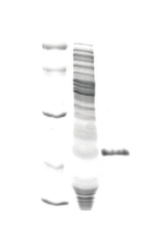 3. 다양한크기의단백질을동시에합성할수있습니다. (Plasmid DNA - 10~120 kda, PCR product - 10~60 kda 합성가능 ) < Template DNA; plasmid DNA > 66 kda 45 kda 29 kda 20.1 kda M1 1 2 3 4 5 6 7 8 9 10 M2 116 kda 97.