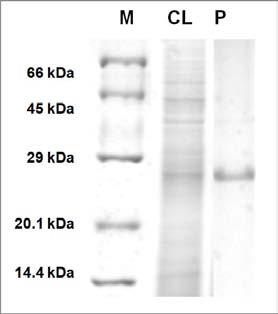 AcGFP expression was assessed under fluorescent microscope 48 hours after later. 2. ExiProgen 을이용한단백질정제 Figure 2. Purification of AcGFP with ExiProgen.