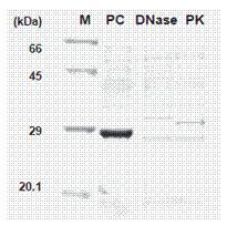 4. 단백질합성 - Template DNA; DNase I, Proteinase K PCR products each 500 ng - kit; ExiProgen EC Protein Synthesis Kit (Cat. no. K-7300) - Protocol No.